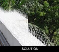 Pigeon Net 5